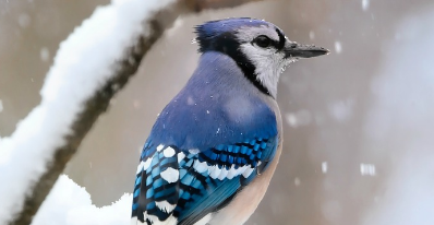 L'hiver à vol d'oiseau