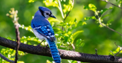 Les oiseaux de Lanaudière