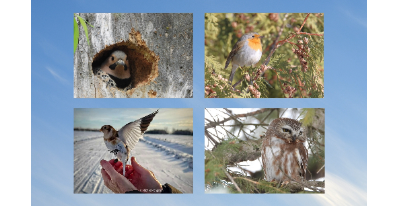 Vernissage d'exposition | Fenêtre sur nos oiseaux