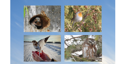 Exposition | Fenêtre sur nos oiseaux