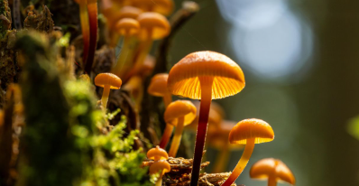 Conférence Humains et champignons : une longue histoire