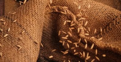 Début de la récolte de semences