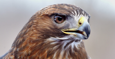 Sauvons les oiseaux de proie